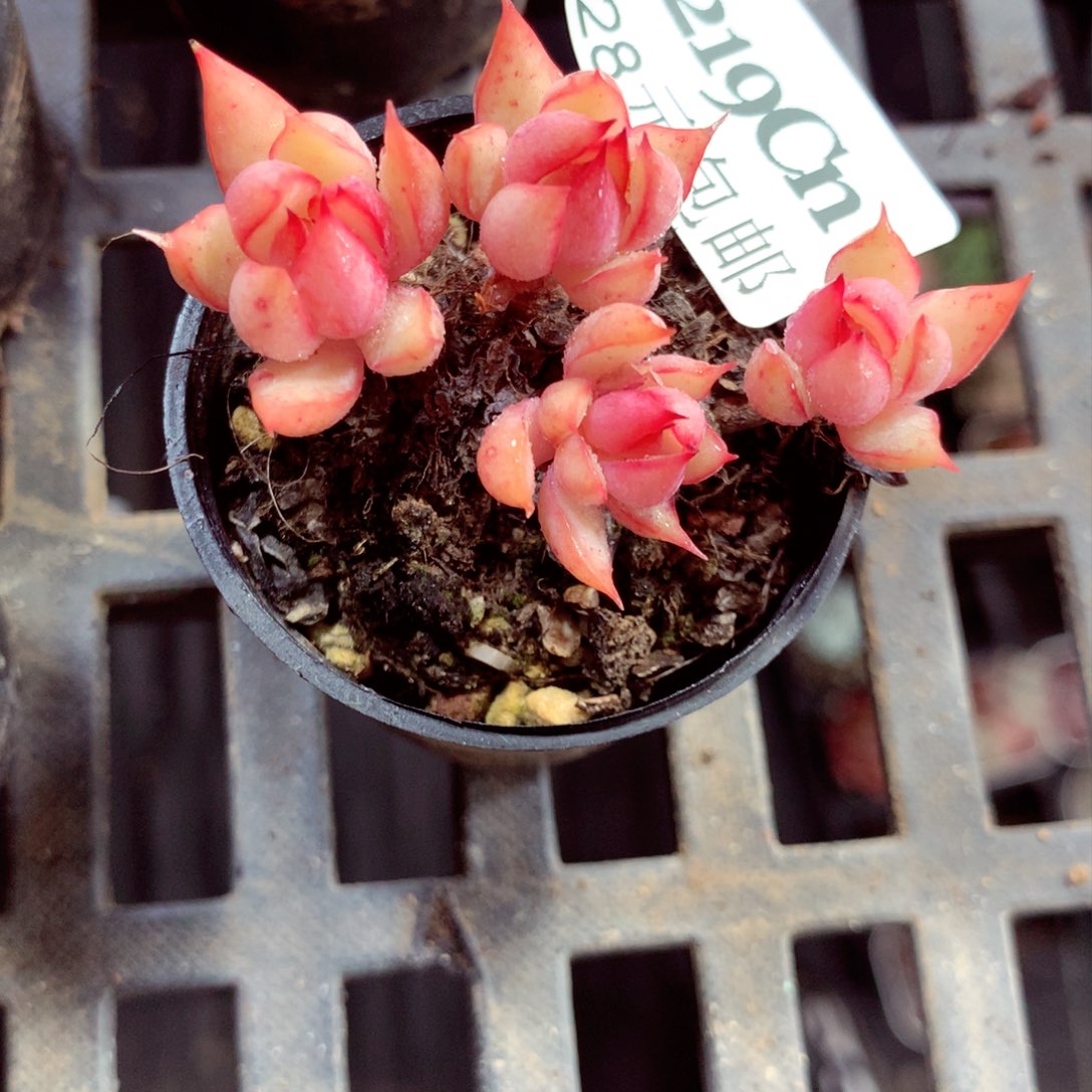 5厘米盆精控多肉219