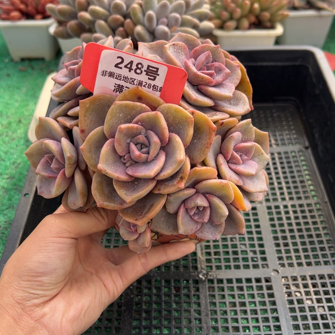 表妹精品多肉植物248: