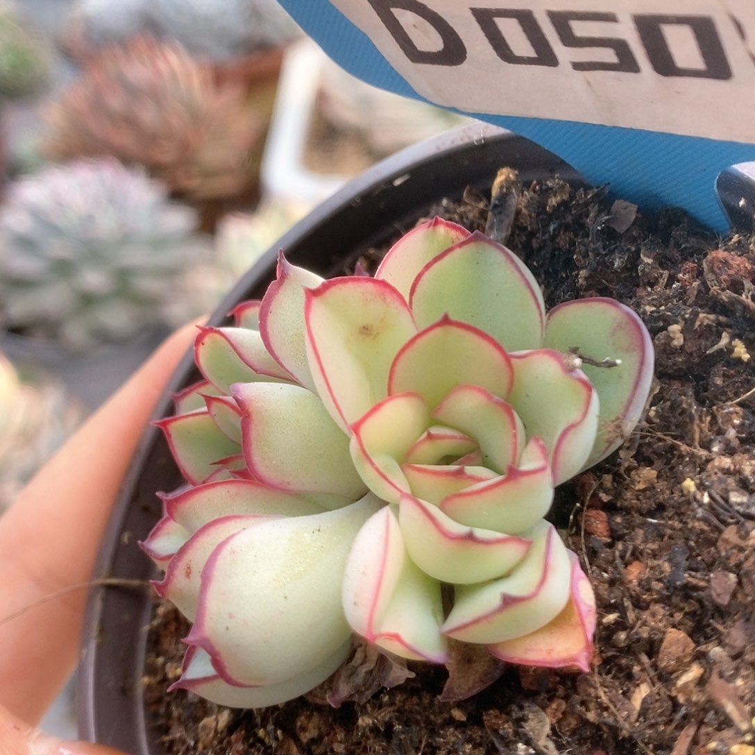 050白慈禧锦锦锦锦锦锦