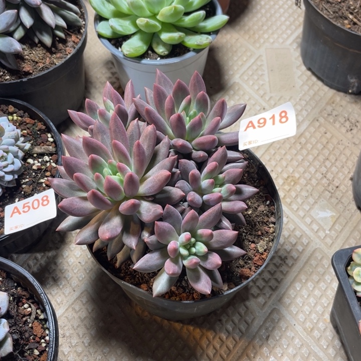 918 满20包邮脱土发货