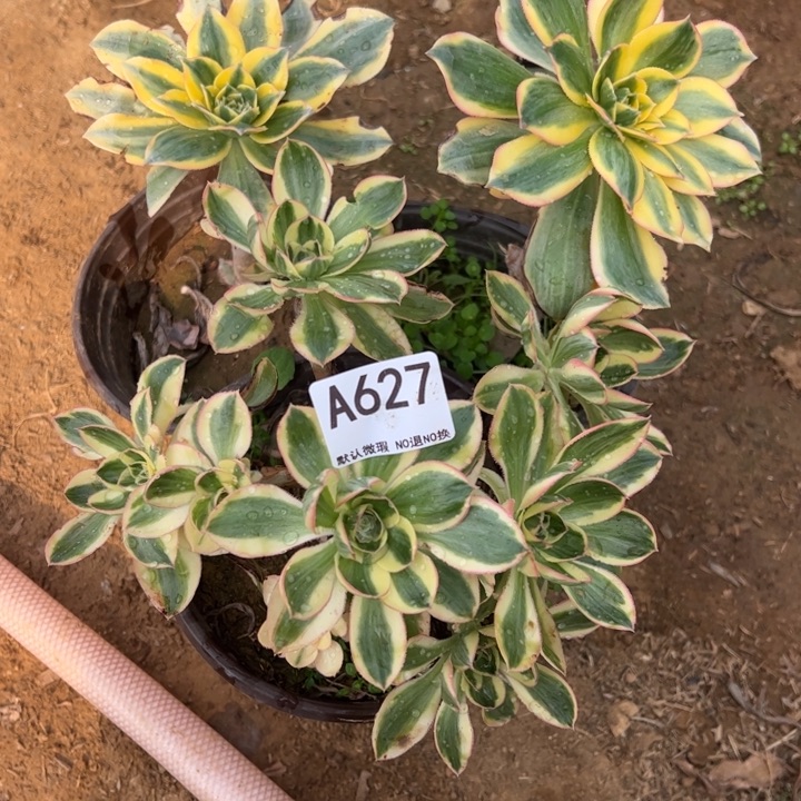 组合3颗多肉植物627.