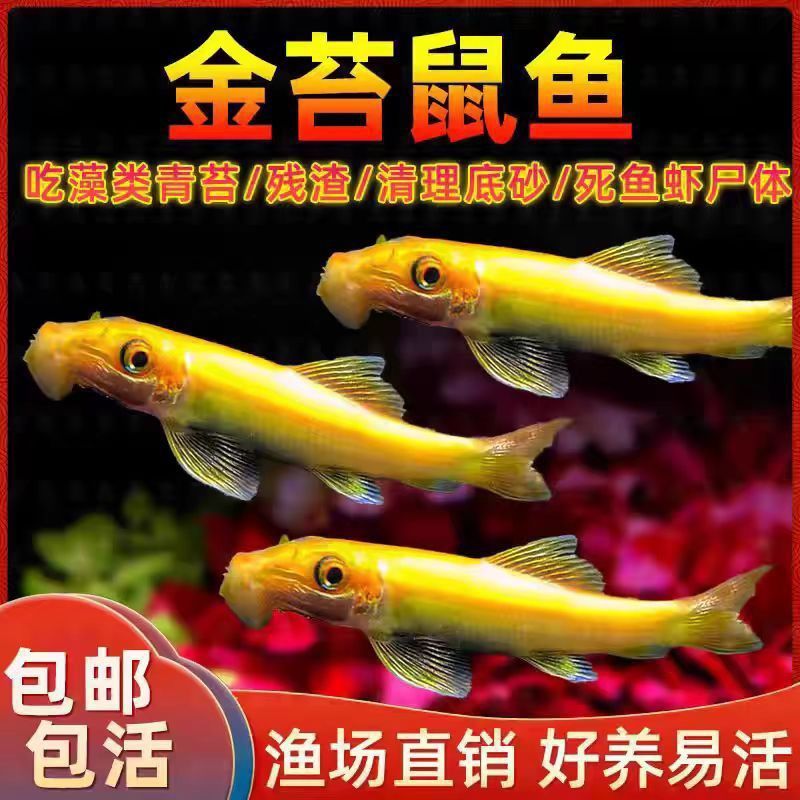 清苔鼠金苔鼠鱼热带观赏鱼清道夫鼠鱼鱼缸除藻鱼清洁鱼活鱼工具鱼