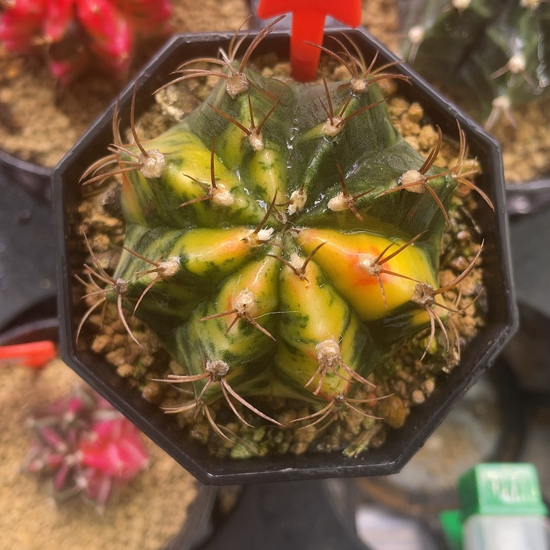 1-26米哈锦5.4厘米