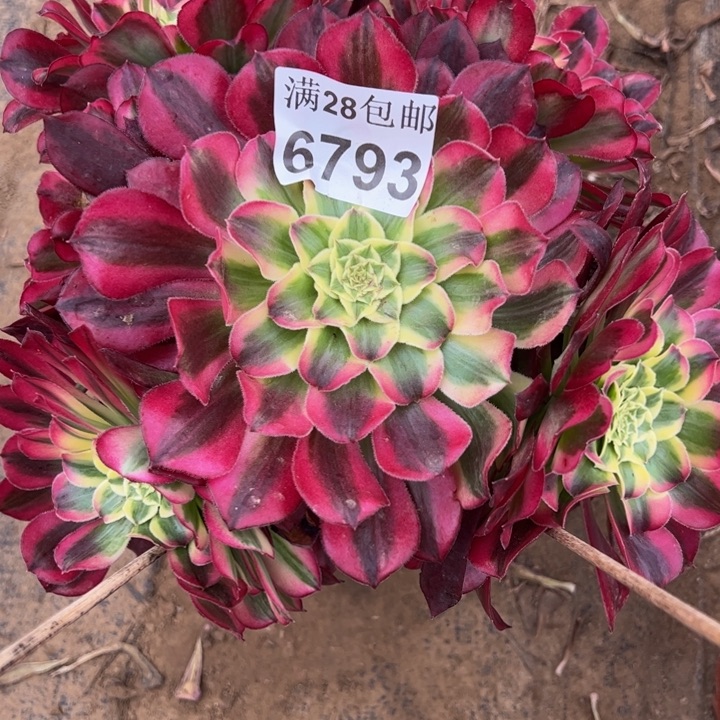 6793天和多肉植物
