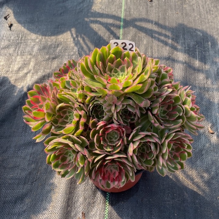 322老庄多肉法师孔雀翎