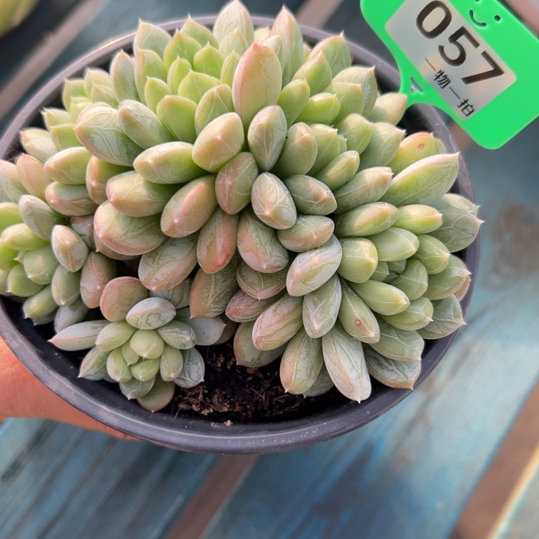 姐***肉57、跟着很喜欢很喜欢吃