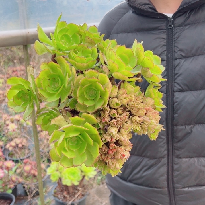 玫瑰朵朵醉话多肉法师