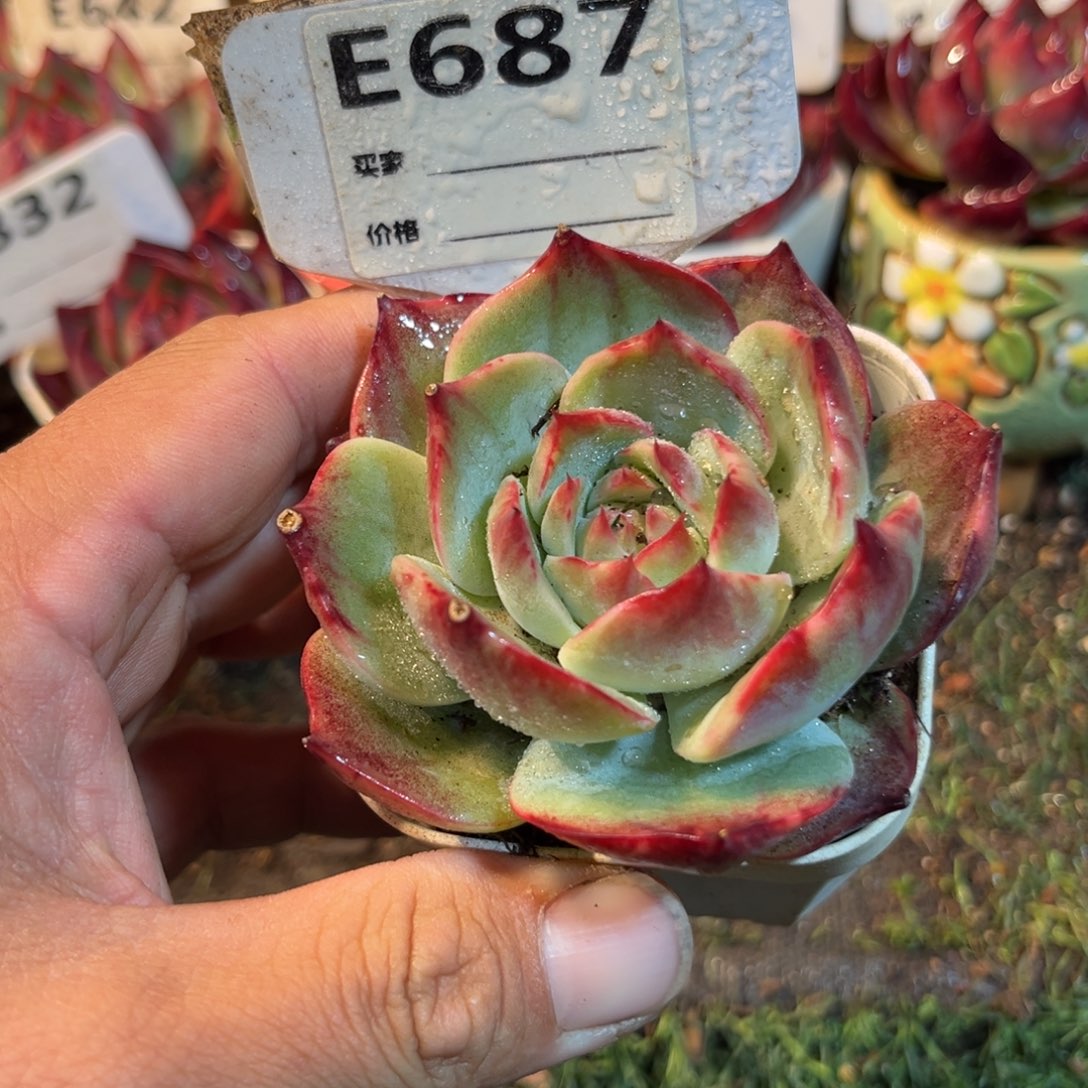 惊鸿一瞥687号多肉