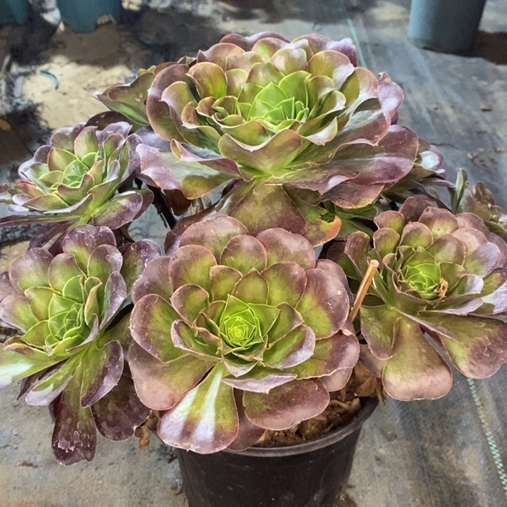 魅金玫瑰多肉植物58。 