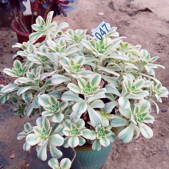 047星爆老桩法师