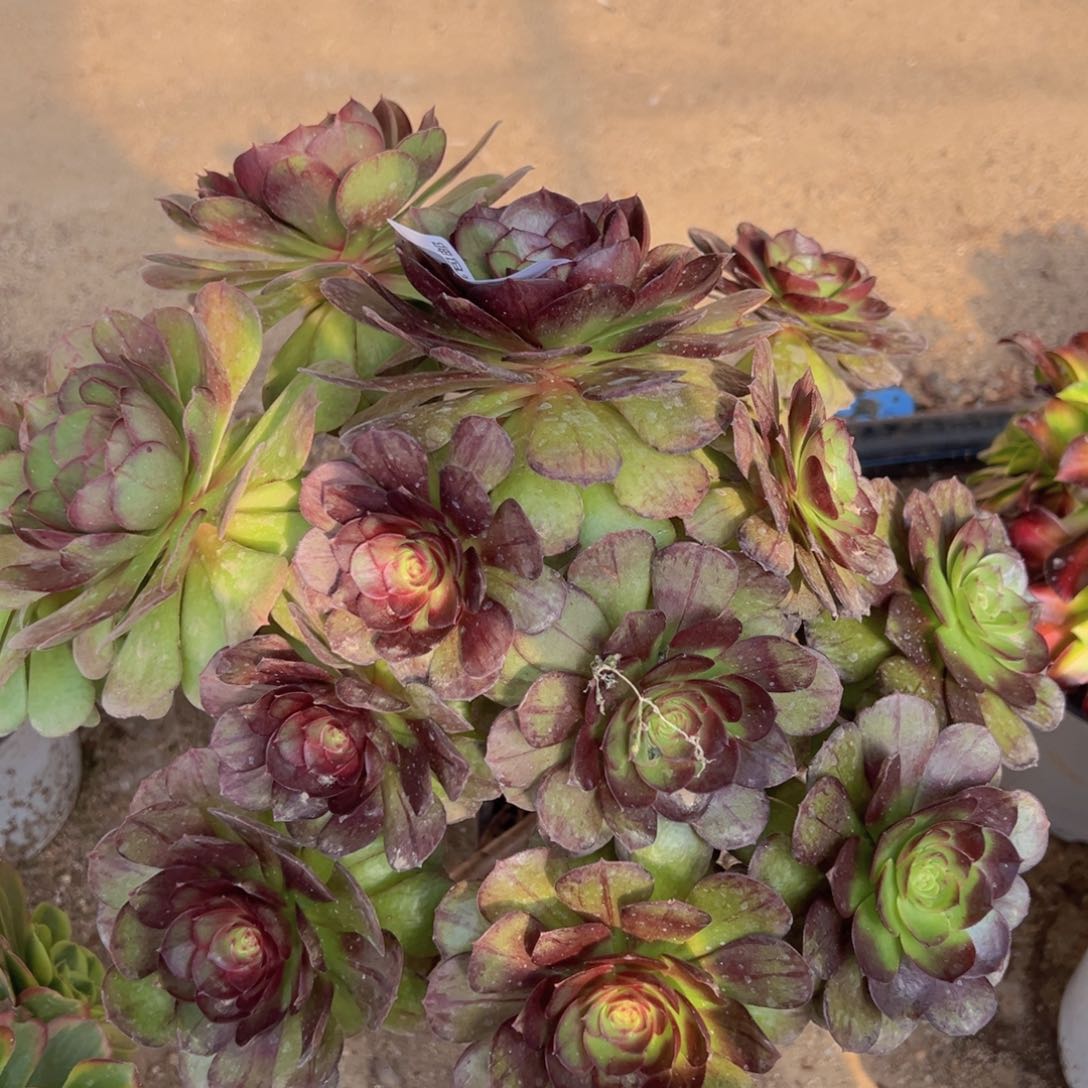 黑魔多肉植物438