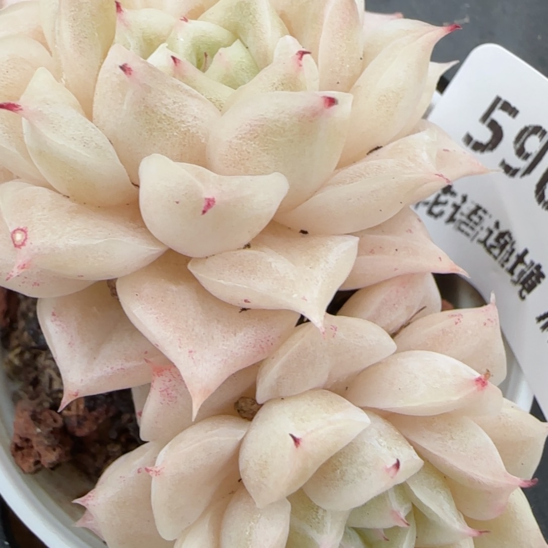 花语逸镜0203-590