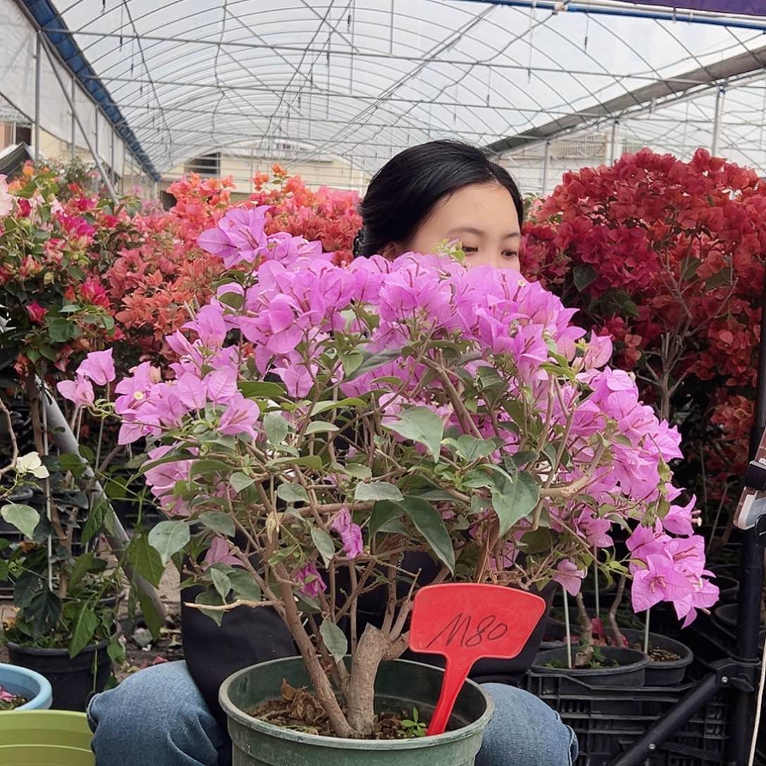 糊***涂大部分花苞少量开放M80巴西紫