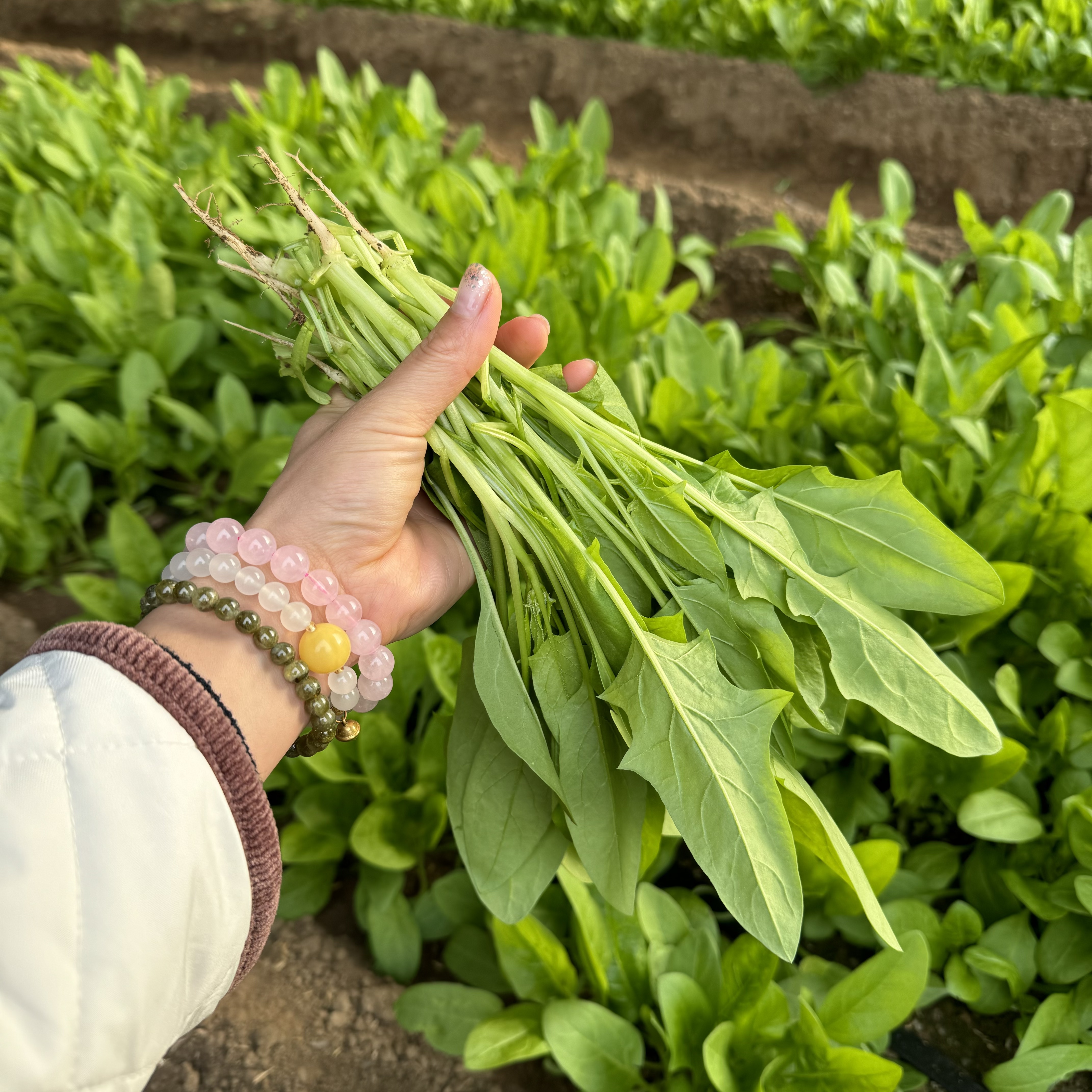 绿养道新鲜现拔小奶菠菜