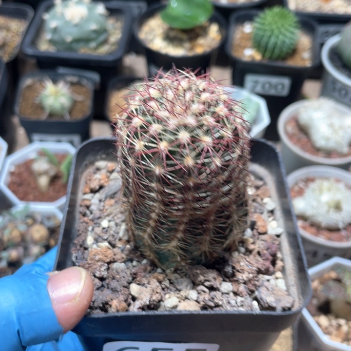 655青花虾单头仙人球