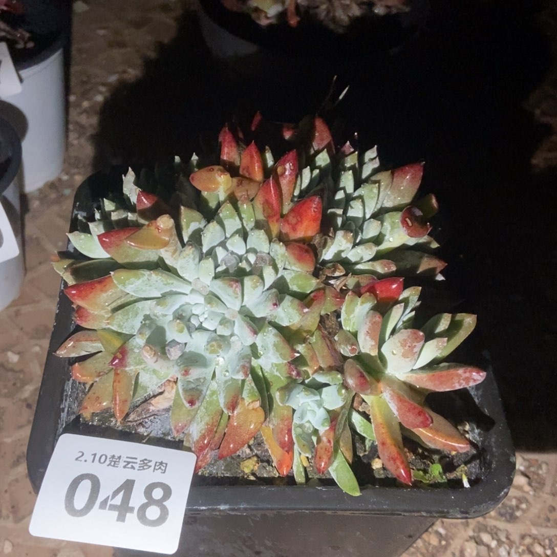 048白姆多肉植物