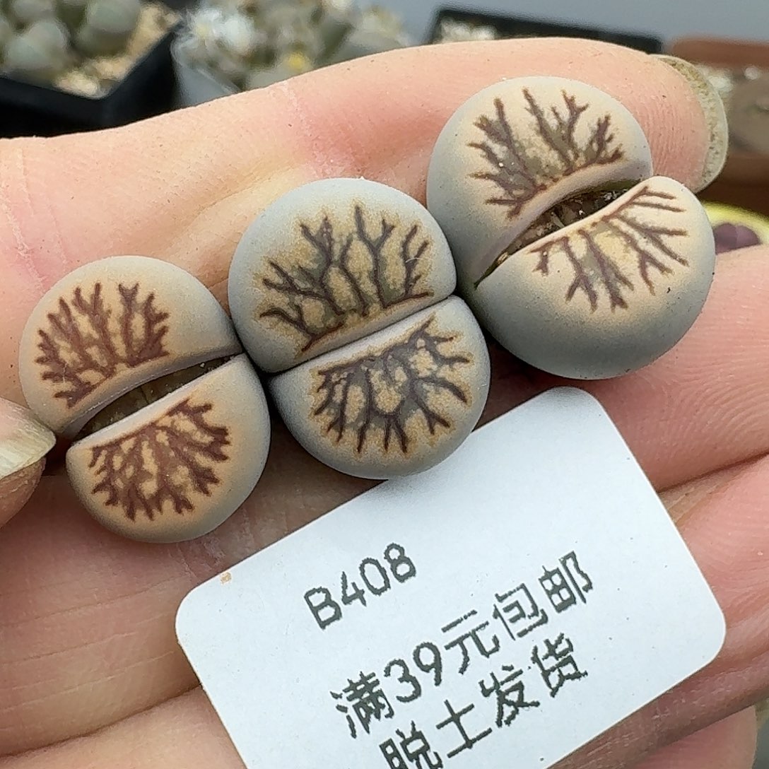 408多肉哈哈哈哈哈哈哈