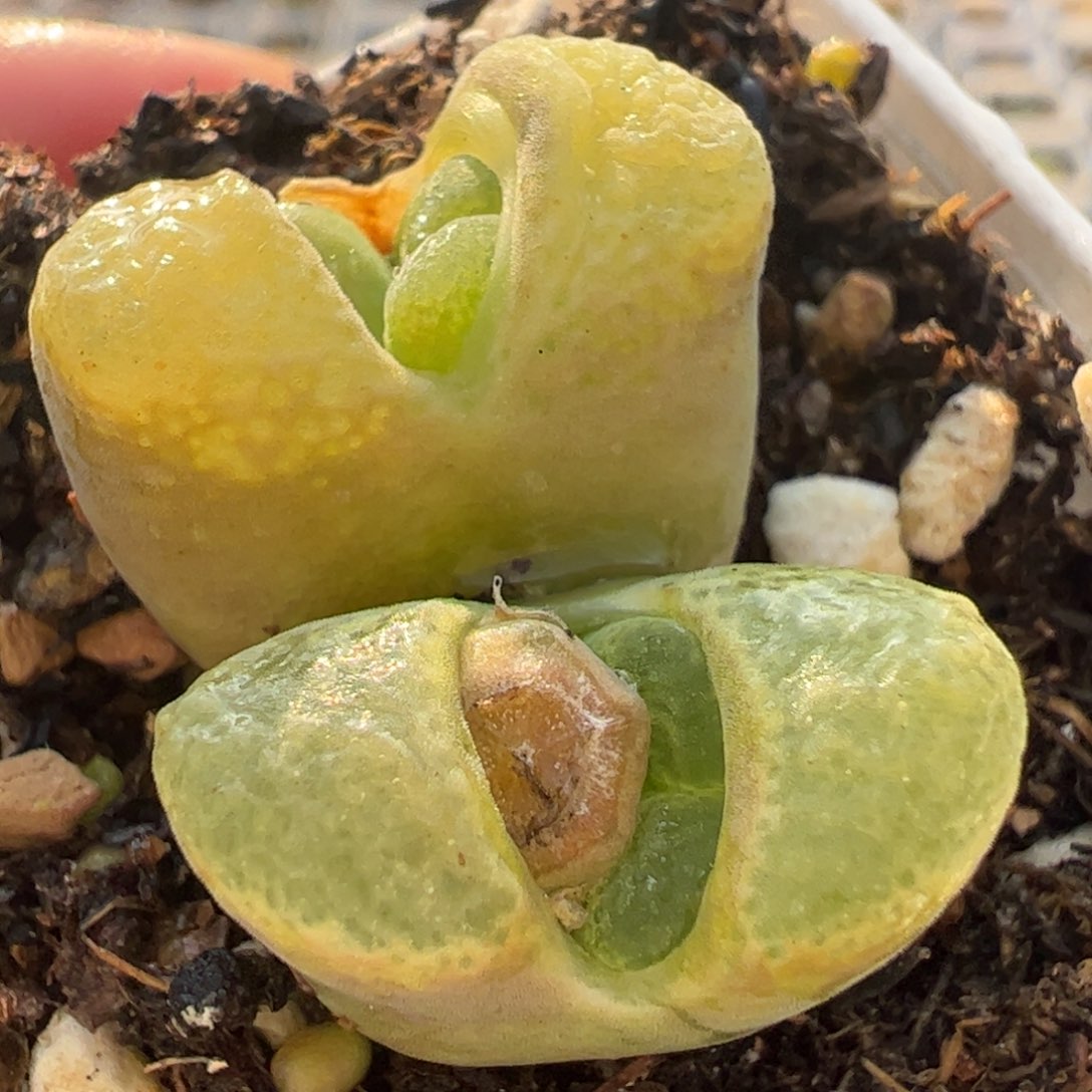 多肉植物百科147