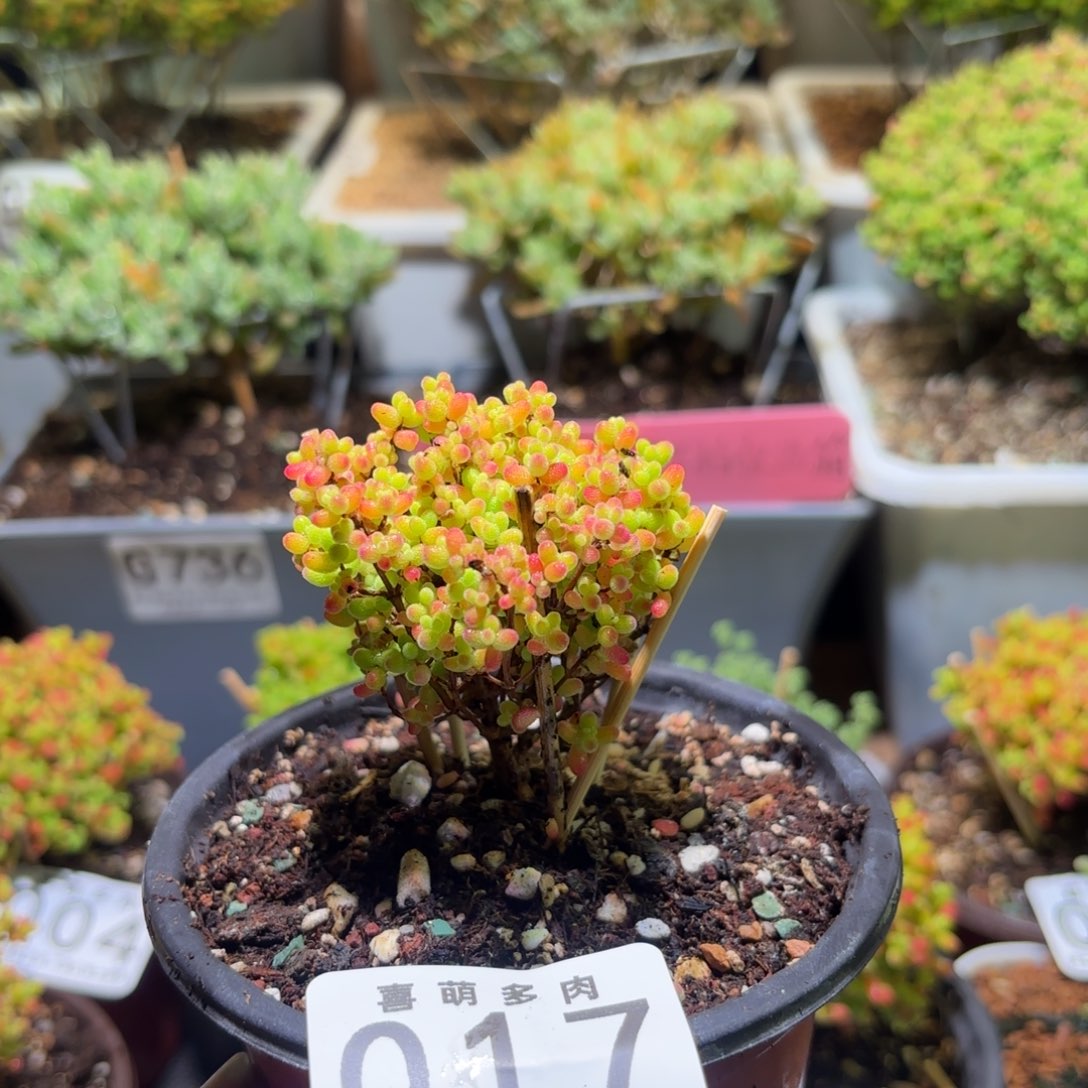 枝干番杏密橘糖球017