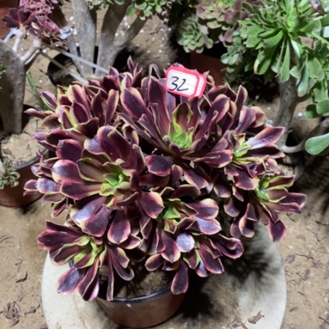 欧嘉莉捧花一物一拍