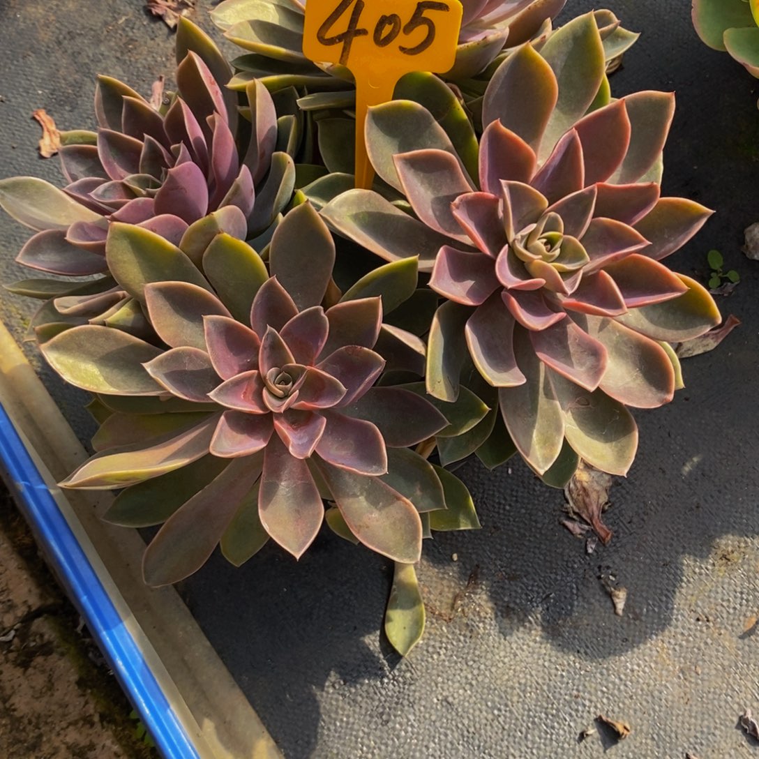 刘***女紫气东来405。            