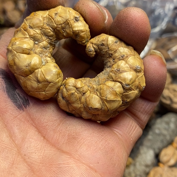 文玩核桃吊坠东北特产133