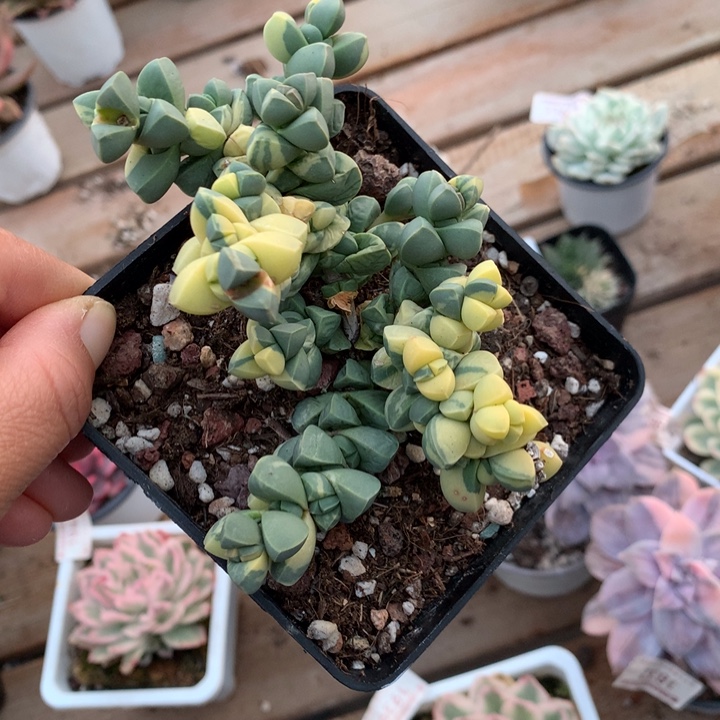 无花朵鹿角海棠锦多肉