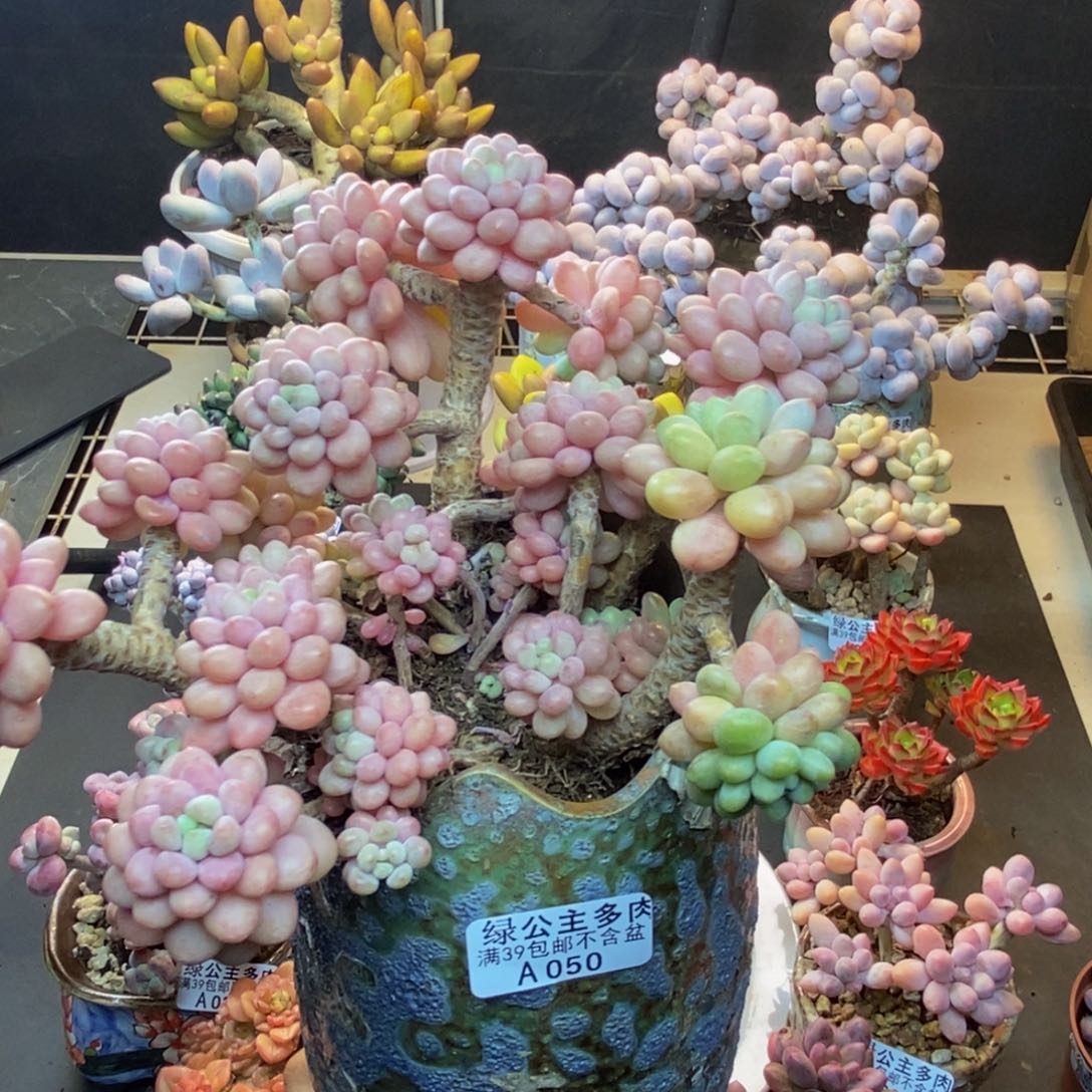 050鱼子酱多肉17c m