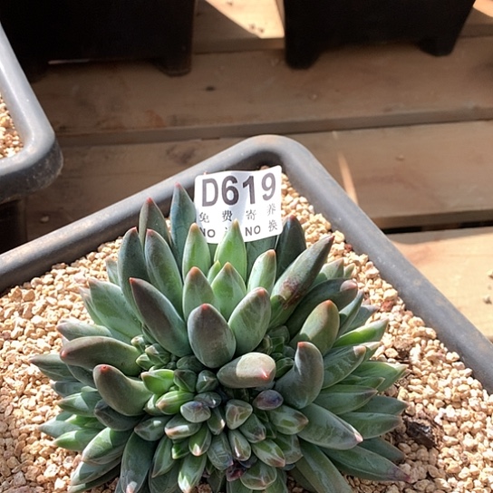 重楼大群619 亏本处理退款拉黑7-8天发货