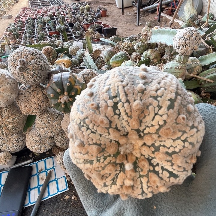 完全开放不****字豆豆豆1