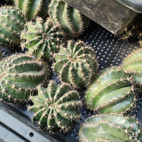 仙人球彩草香槟彩侧芽