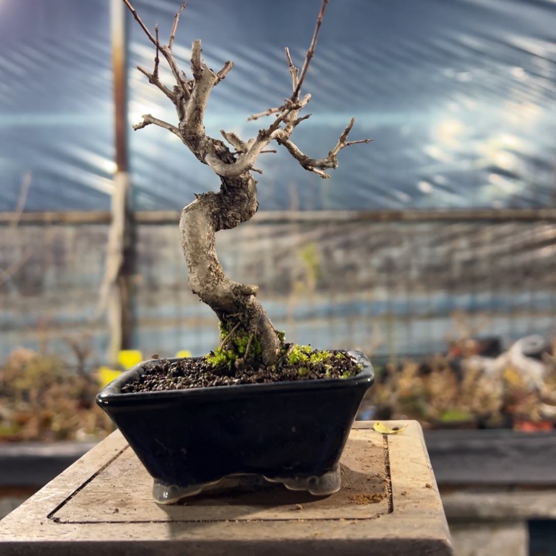 无花朵石榴123123