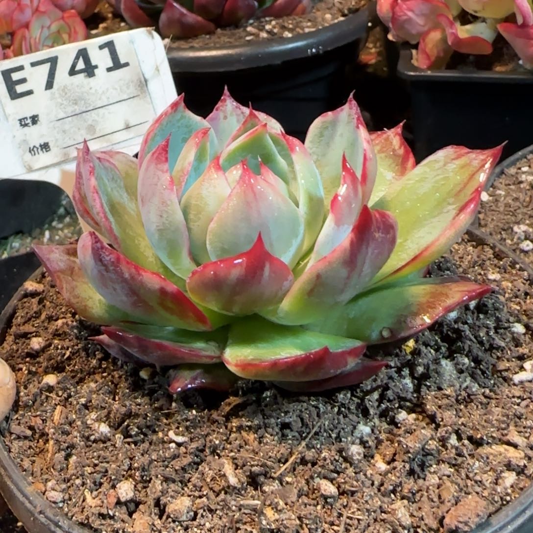 741花脸拉丝惊鸿一物一拍包装收缩花旱