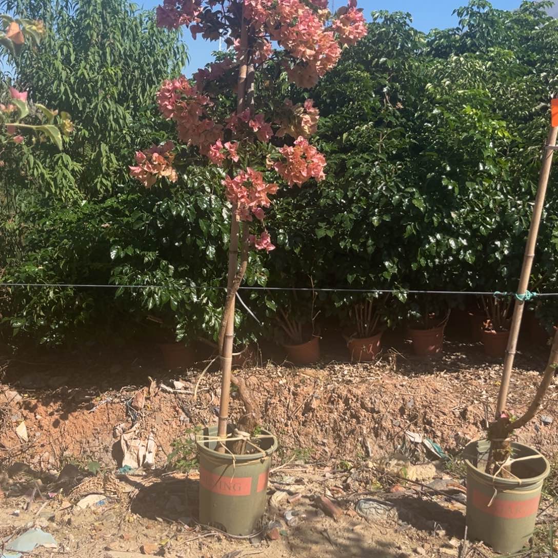 完全开放卡亚塔老庄