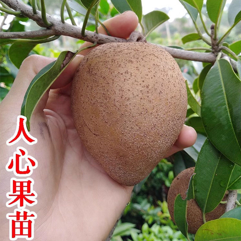 四季挂果大果品种人心果带土带叶（可接受快递过程中掉花掉果）