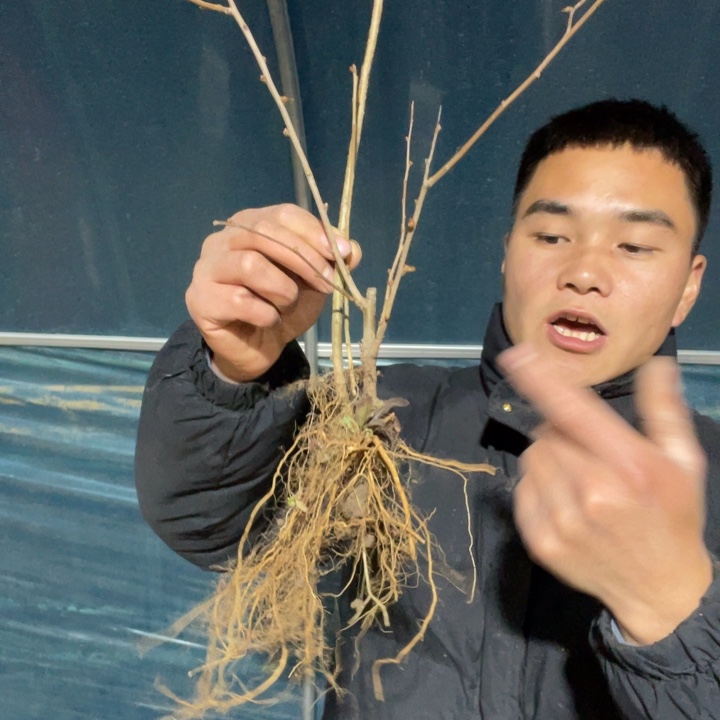 长寿宝海棠花一颗苗