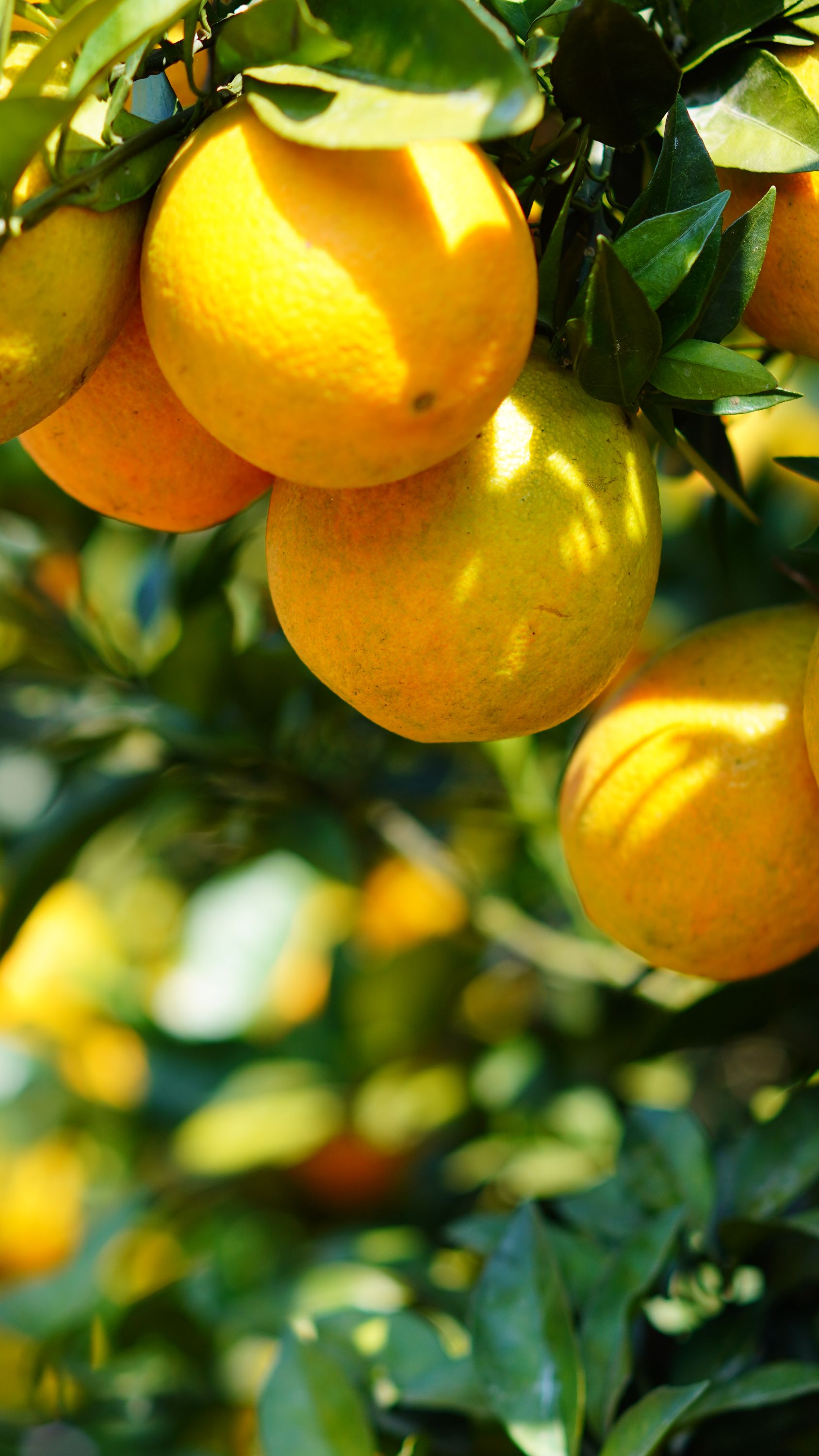 甜纽荷尔宜章脐橙新鲜水果自然采摘10斤装中果C