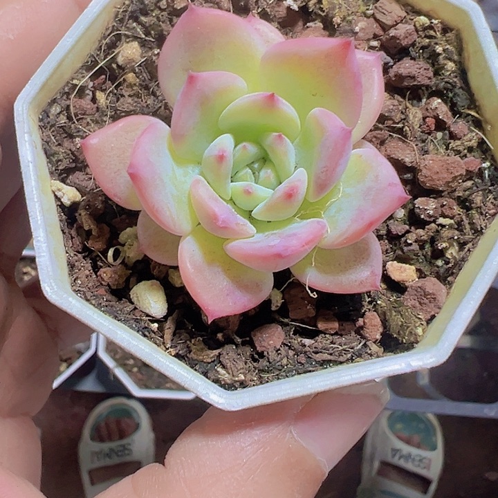 玛利亚精品多肉植物