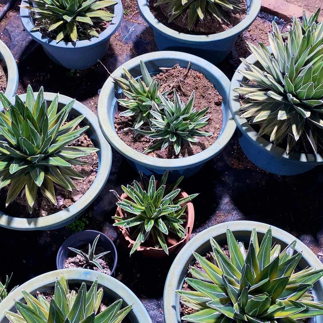 金*屉之雪羽斑一颗