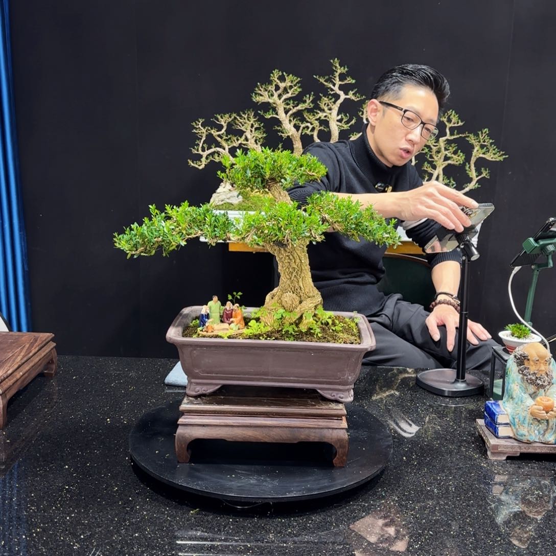 黄杨室内室外盆景艺术