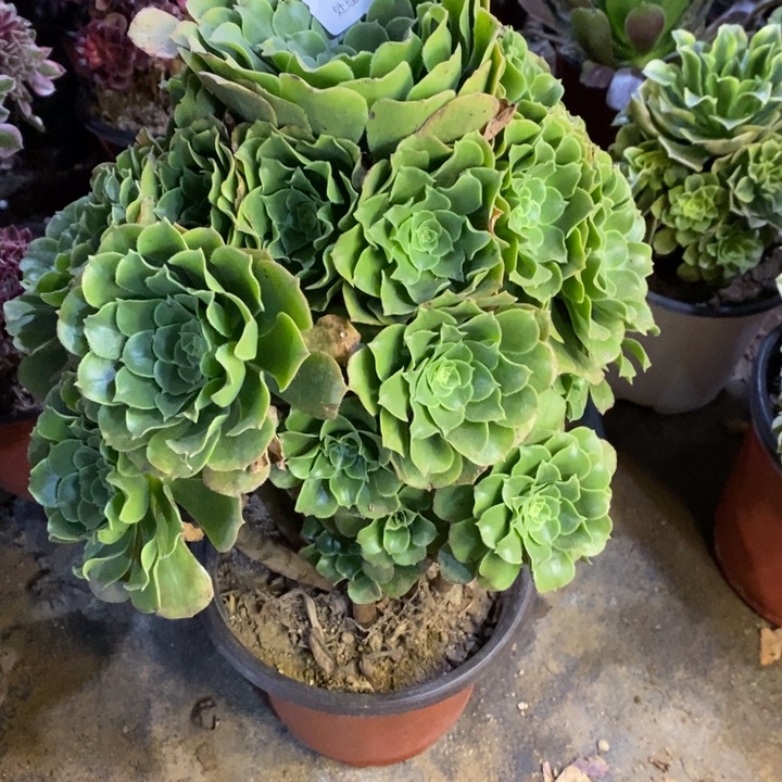 绿阳绒多肉断头不包1278