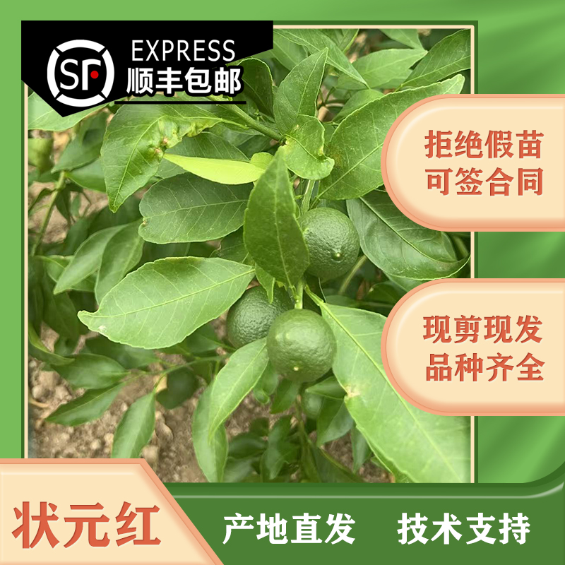 状元红糖23嫁接枝条下单现剪现发发货源头苗正品苗技术支持柑橘苗