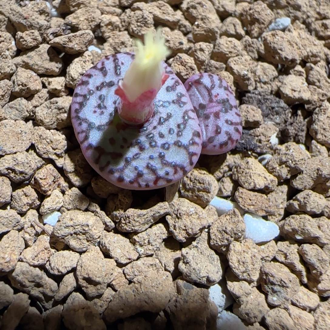 肉锥多肉植物组合-wc霓虹1046