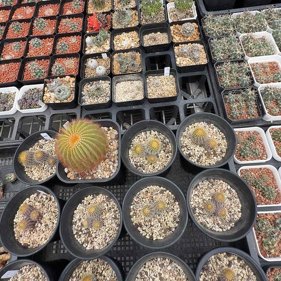 爱***猫三颗花花花花花花