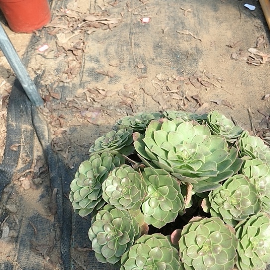 淋***雨万圣节法师多肉植物9