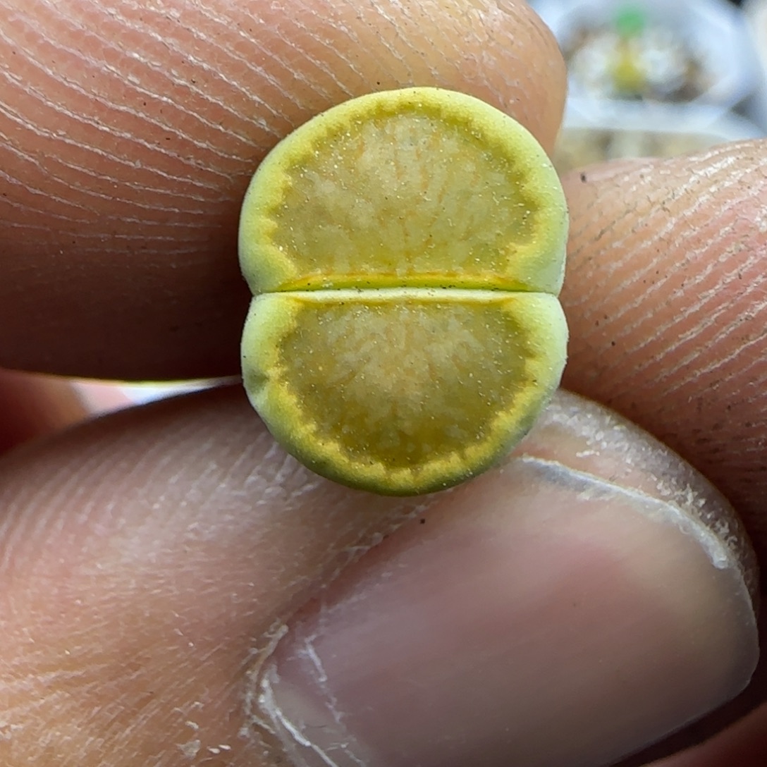 891 生石花大棚直播