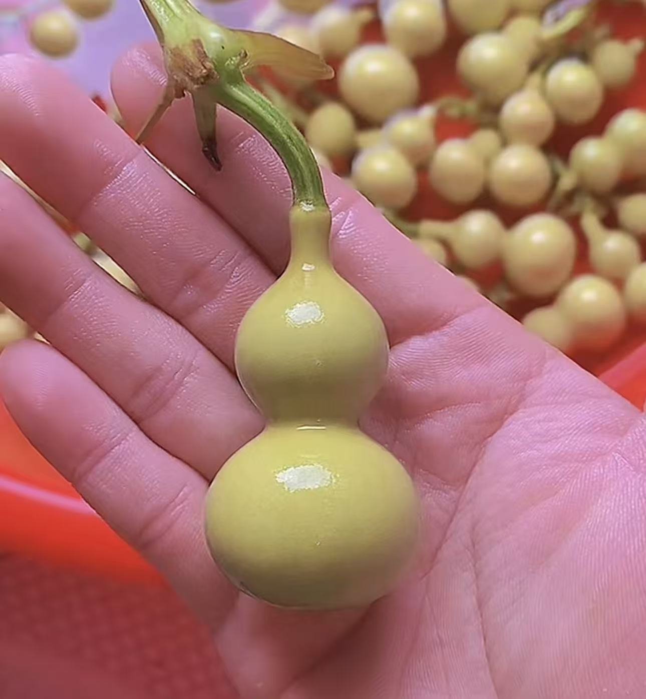 【葫芦小二】直播间选购勿自主下单。绕指柔葫芦
