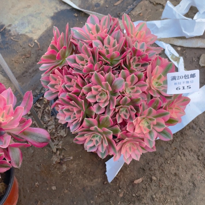 615分女法师多肉断枝不售后