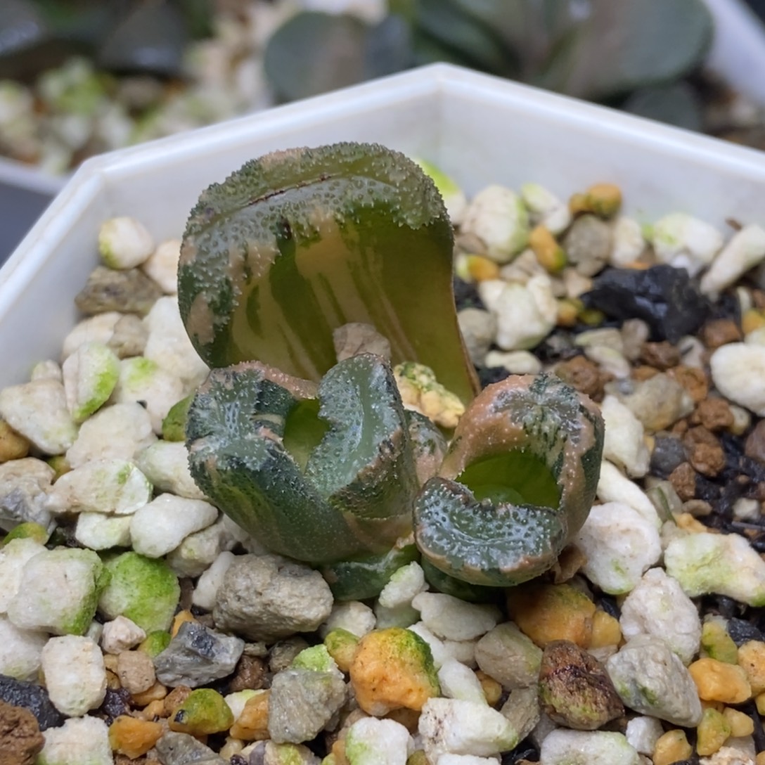 鬼盐城玉扇锦底座苗带底座