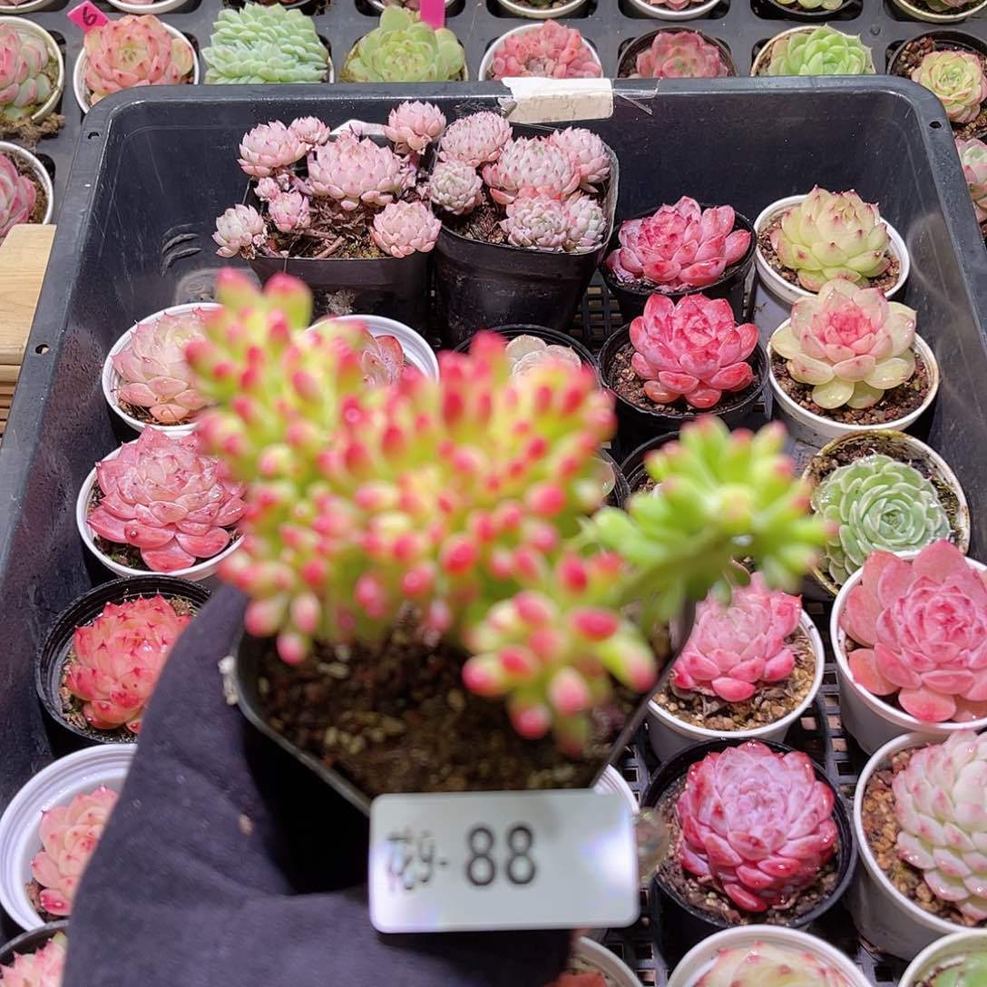 花利美9-88青松缀化